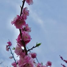 桜の後に咲く梅 By Onbu 平岡公園のクチコミ フォートラベル