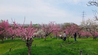 桜の後に咲く梅