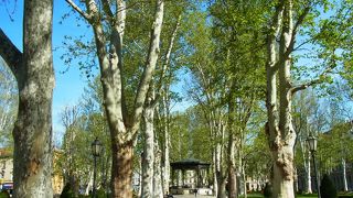 白樺の木が多い広場