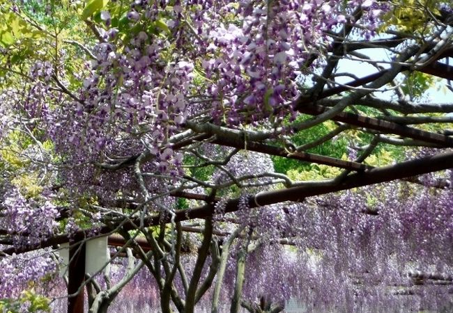 和気町藤公園 クチコミ アクセス 営業時間 赤磐 美咲 吉備中央 フォートラベル
