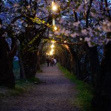 夜の桜並木の下を歩く