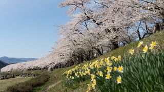 桜の香りに包まれます