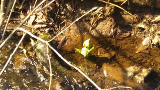 鹿島槍黒沢高原