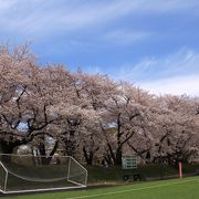 桜並木が満開