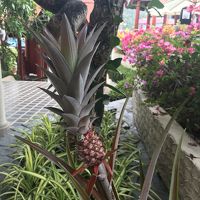 植物も手入れされて綺麗です