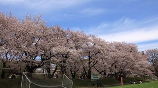 桜並木が満開