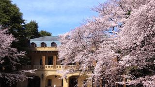 芝生広場の桜吹雪が凄かった