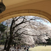 洋館の窓から満開の桜