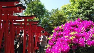 文の京(ふみのみやこ)　の根津神社　五大花祭りの一つ　つつじ祭り