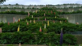 津久井湖城山公園　水の苑地でイベント