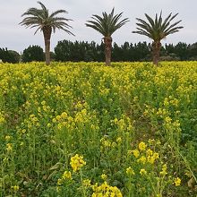 一面菜の花