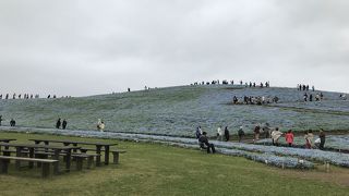 ネモフィラがきれいな季節に行きました