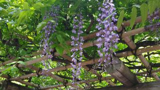 桜以外の時期も見ごたえあります。