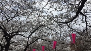 桜が綺麗！！