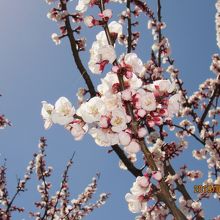 とてもきれいです