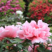 東松山ぼたん園と箭弓稲荷神社ぼたん園