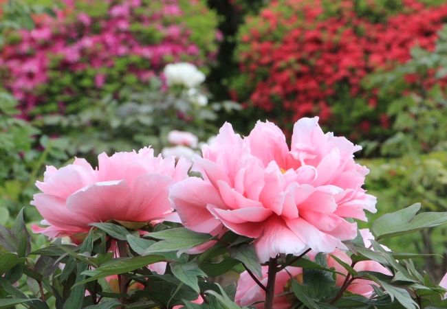 東松山ぼたん園と箭弓稲荷神社ぼたん園