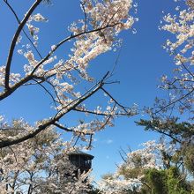 さくらが満開。奥に見えるのが展望台。