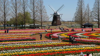 千葉の２大チューリップ名所の1つ