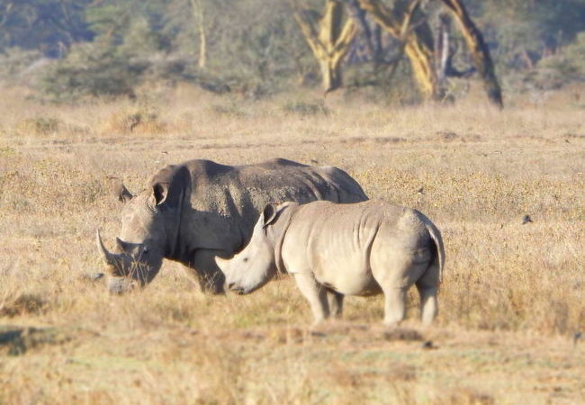 サファリ ドライブ クチコミ・アクセス・営業時間｜マサイマラ国立保護