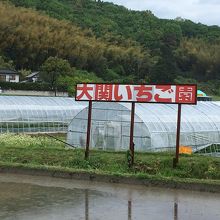 大関いちご園