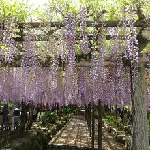 東洋一の藤棚