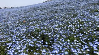 ネモフィラの群生する「みはらしの丘」