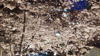 桜が満開でした(*^▽^)