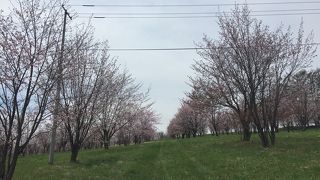 隠れた桜の名所