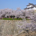 豪壮な石垣群と1,000本の桜の競演が楽しめます♪