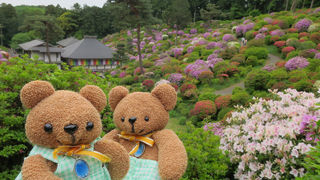 中咲から遅咲きにバトンタッチ