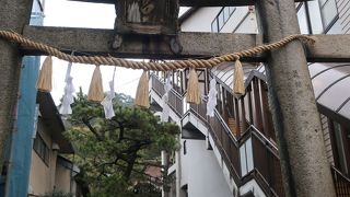 大きな楠の木が沢山ある神社。