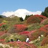 箱根「山のホテル」のツツジ三分咲き 2019/5/8