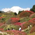 箱根「山のホテル」のツツジ三分咲き 2019/5/8