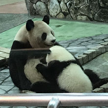 赤ちゃんパンダ、彩浜はまだまだママのミルクが良いらしいｗ