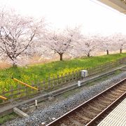 実は桜の名所？！