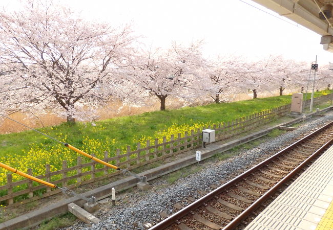 実は桜の名所？！