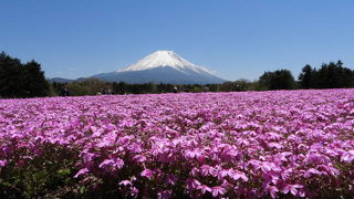 やまなし　富士河口湖・芝桜まつり　2019春