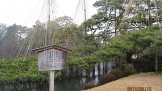 この松が中心です