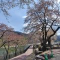 歴史を感じる堂々たる荘川桜