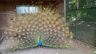 飼われている孔雀が見事です！