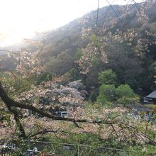 桜が素敵でした。（3月下旬）