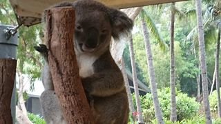 コアラ抱っこだけだともったいない