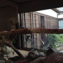 白蛇の展示の様子です。