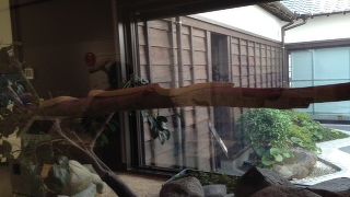 初めて、白蛇を見ました。