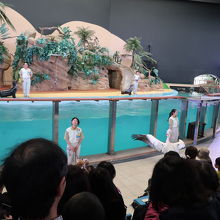 アニマルアクション