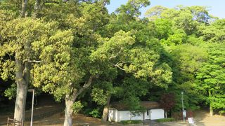 うっそうとした森と公園