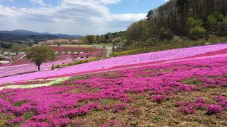 みごとな芝桜