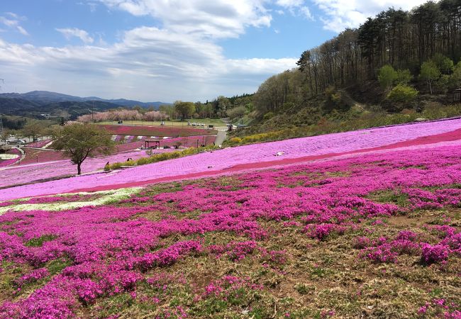 ジュピアランドひらた芝桜まつり