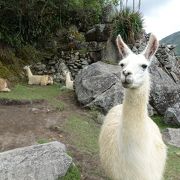 Historic Sanctuary of Machu Picchu